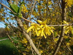 Forsythia viridissima
