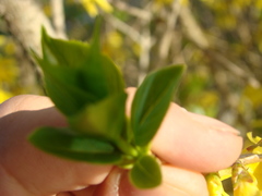 Forsythia viridissima