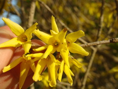 Forsythia viridissima