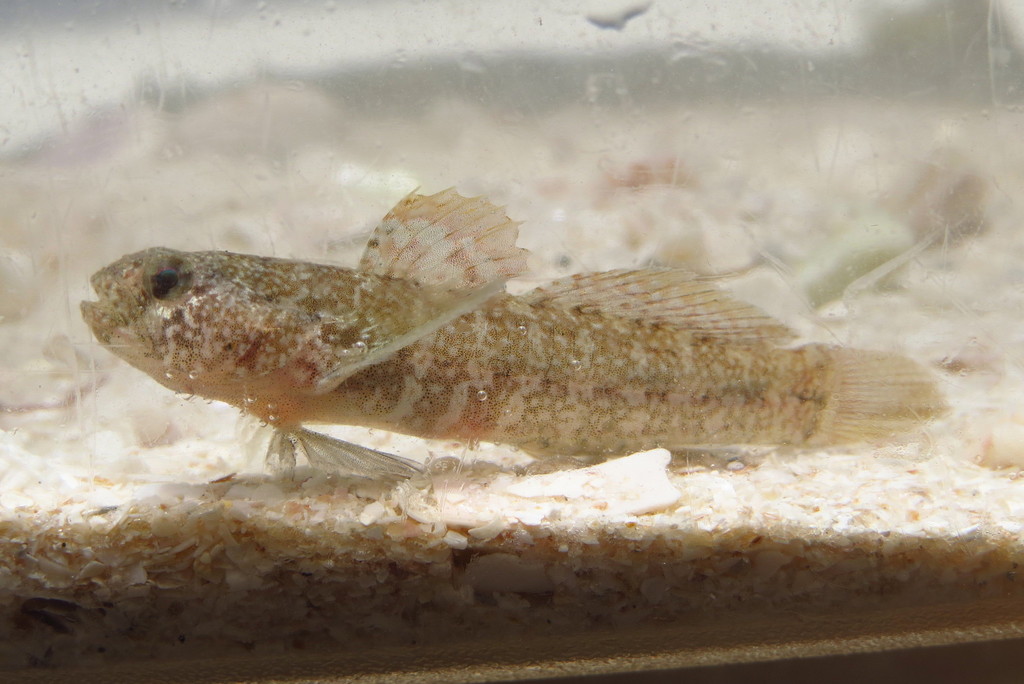 Code Goby