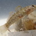 Code Goby - Photo (c) Squidpastry, some rights reserved (CC BY-NC), uploaded by Squidpastry