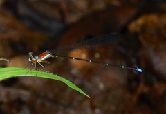 Ceylonosticta brincki