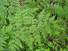 Pteris epaleata