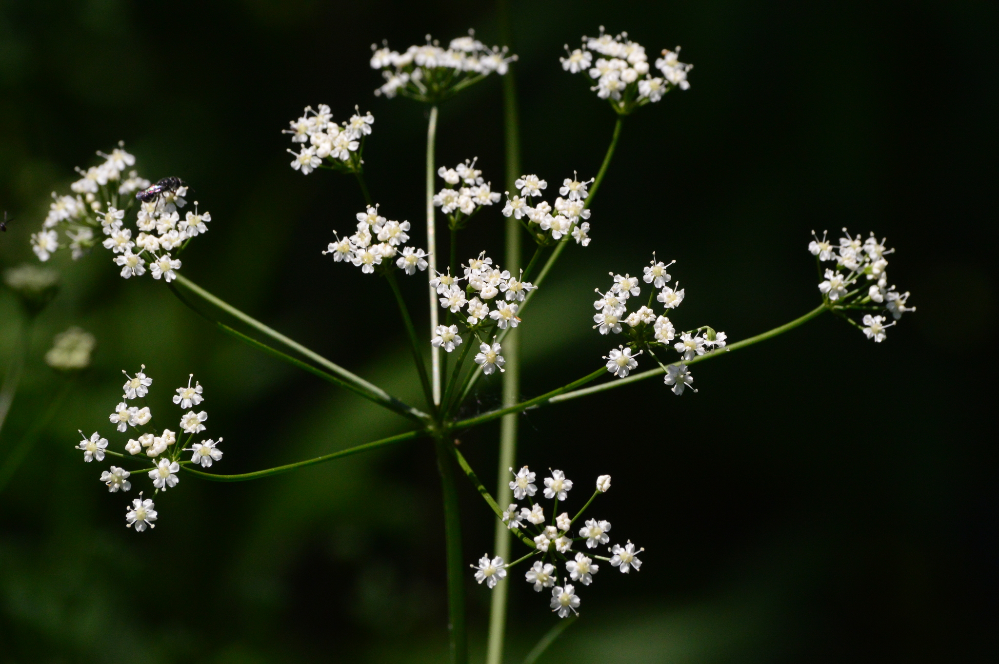 Perideridia americana