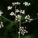 Thicket Parsley - Photo (c) Mark Kluge, some rights reserved (CC BY-NC), uploaded by Mark Kluge