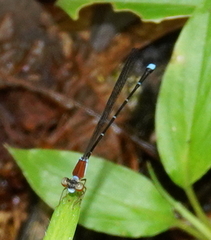 Ceylonosticta brincki