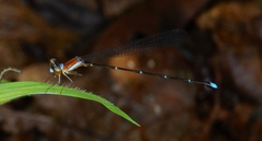 Ceylonosticta brincki