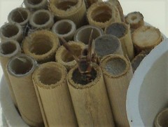 Euodynerus hidalgo hidalgo