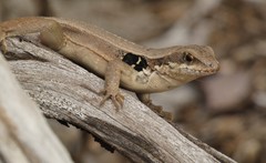 Anolis jubar