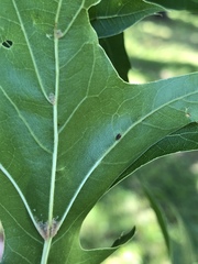 Callirhytis quercuscornigera