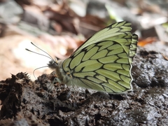 Hesperocharis marchalii