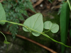 Cyclea gracillima, photograph (c) Jacy Chen, some rights reserved (CC BY)