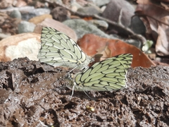 Hesperocharis marchalii