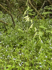 Pleuropogon refractus