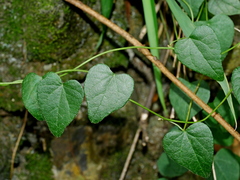 Cyclea gracillima, photograph (c) Jacy Chen, some rights reserved (CC BY)