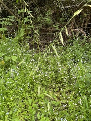 Pleuropogon refractus