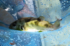 Lagocephalus laevigatus