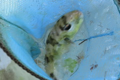 Lagocephalus laevigatus