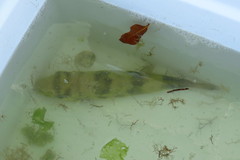 Lagocephalus laevigatus