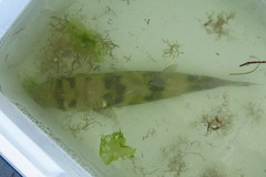 Lagocephalus laevigatus