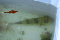 Lagocephalus laevigatus