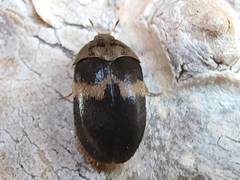 Attagenus fasciatus