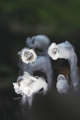 Monotropastrum humile