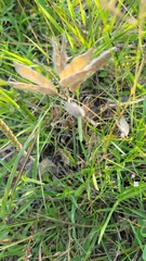 Lupinus texensis