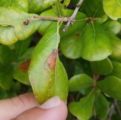 Stilbosis quadricustatella