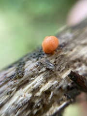 Fungi