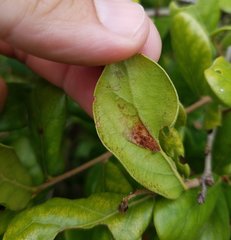 Stilbosis quadricustatella