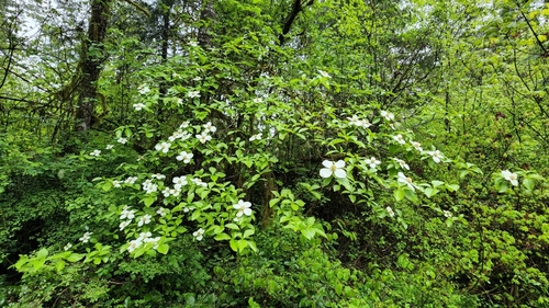 Cornus nuttallii
