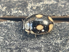 Hyperaspis undulata