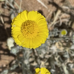 Baileya pleniradiata