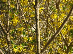 Forsythia viridissima