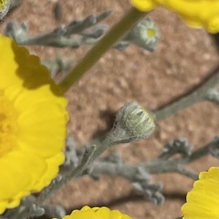 Baileya pleniradiata