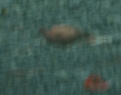 Patagioenas subvinacea