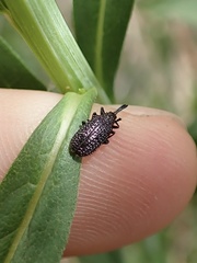 Microrhopala excavata