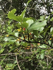 Erythroxylaceae