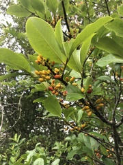 Erythroxylaceae