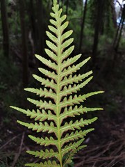 Pteris epaleata