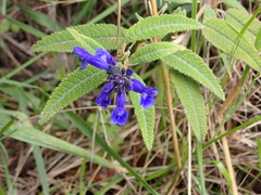 Salvia corrugata