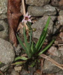 Sisyrinchium micranthum image