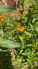 Xylocopa tabaniformis