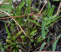 Lachnocaulon