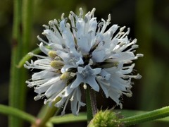 Spermacoce stenophylla