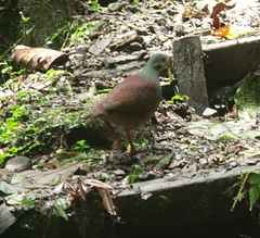 Zentrygon costaricensis
