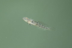 Microgobius gulosus