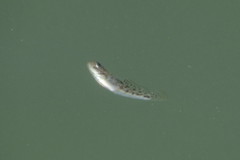 Microgobius gulosus