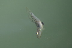 Microgobius gulosus
